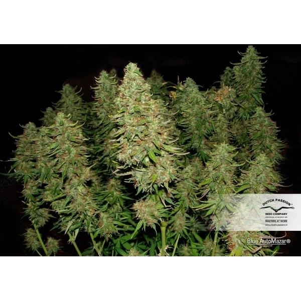 Blue Auto Mazar (Dutch Passion) feminizovaná