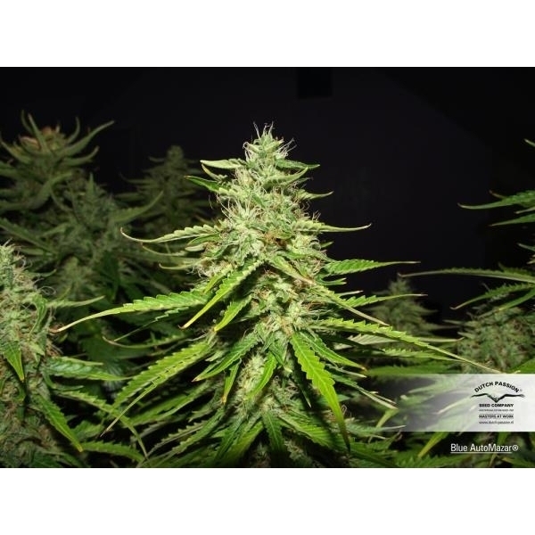 Blue Auto Mazar (Dutch Passion) feminizovaná