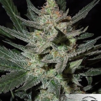Blue Auto Mazar (Dutch Passion) feminizovaná