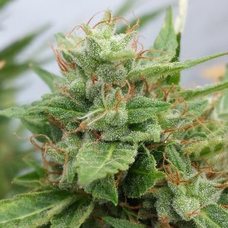 Ogre (Doctor's Choice) feminizovan&aacute;