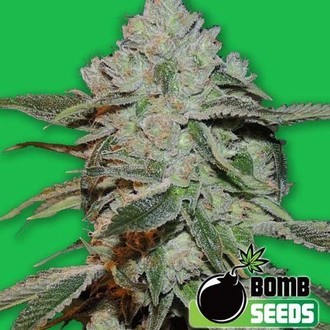 Atomic (Bomb Seeds) feminizovan&aacute;