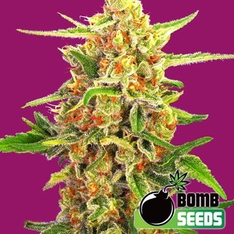 Cherry Bomb (Bomb Seeds) feminizovan&aacute;