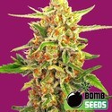 Cherry Bomb (Bomb Seeds) feminizovaná
