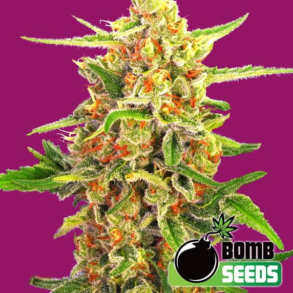 Cherry Bomb (Bomb Seeds) feminizovaná
