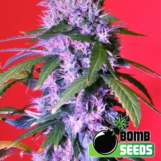 Berry Bomb (Bomb Seeds) feminizovan&aacute;