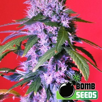 Berry Bomb (Bomb Seeds) feminizovan&aacute;