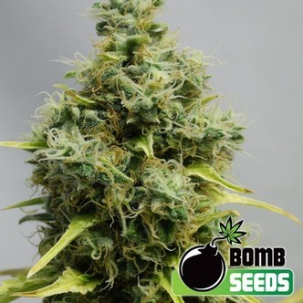 Big Bomb (Bomb Seeds) feminizovan&aacute;