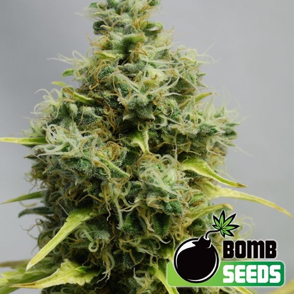 Big Bomb (Bomb Seeds) feminizovaná