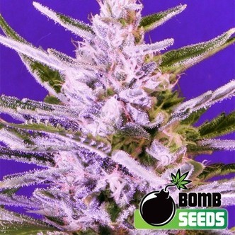 Ice Bomb (Bomb Seeds) feminizovan&aacute;