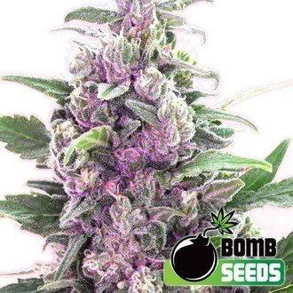 THC Bomb (Bomb Seeds) feminizovan&aacute;