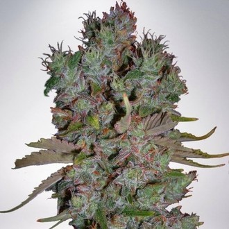 Auto Blueberry Domina (Ministry of Cannabis) feminizovan&aacute;