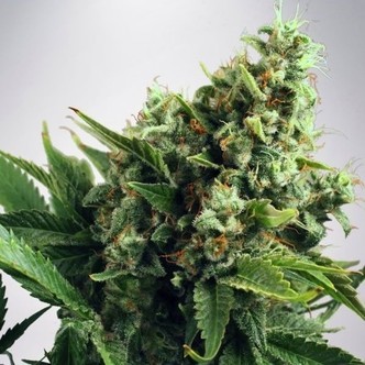 Auto White Widow (Ministry of Cannabis) feminizovan&aacute;
