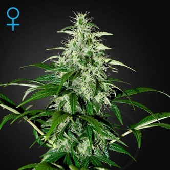 Kalashnikova Samonakv&eacute;tac&iacute; (Greenhouse Seeds) feminizovan&aacute;