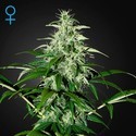 Kalashnikova Samonakvétací (Greenhouse Seeds) feminizovaná
