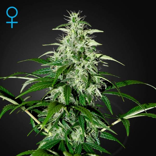 Kalashnikova Samonakvétací (Greenhouse Seeds) feminizovaná