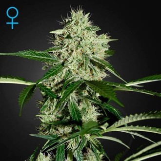Northern Lights Samonakv&eacute;tac&iacute; (Greenhouse Seeds) feminizovan&aacute;