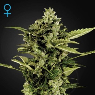 Auto-Bomb Samonakv&eacute;tac&iacute; (Greenhouse Seeds) feminizovan&aacute;