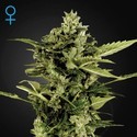 Auto-Bomb Samonakvétací (Greenhouse Seeds) feminizovaná