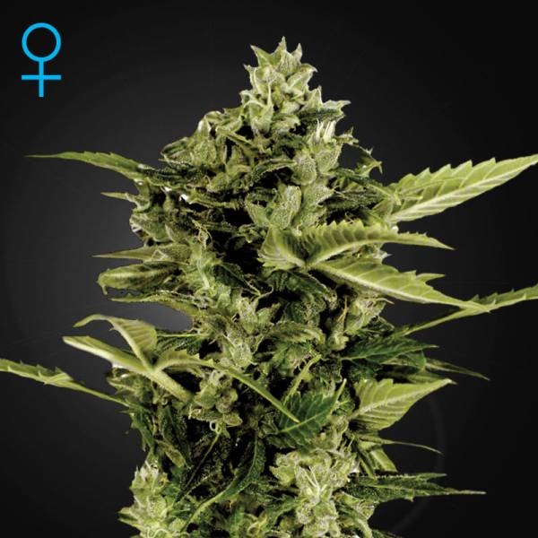 Auto-Bomb Samonakvétací (Greenhouse Seeds) feminizovaná