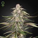 Super Bud (Greenhouse Seeds) feminizovaná