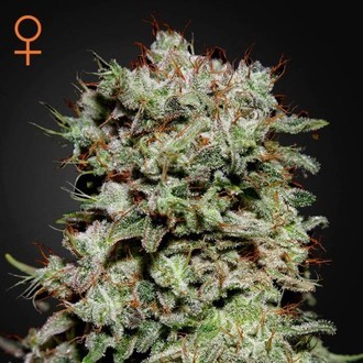 Kalashnikova (Greenhouse Seeds) feminizovan&aacute;