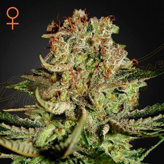 Super Critical (Greenhouse Seeds) feminizovan&aacute;