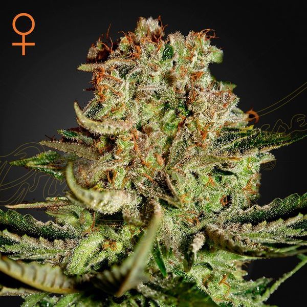 Super Critical (Greenhouse Seeds) feminizovaná