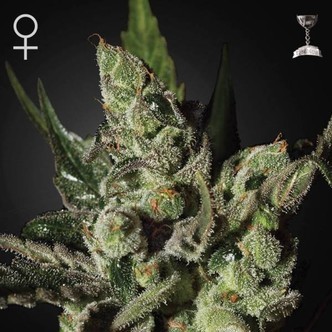 Exodus Cheese (Greenhouse Seeds) feminizovan&aacute;