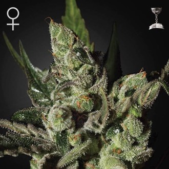 Exodus Cheese (Greenhouse Seeds) feminizovan&aacute;