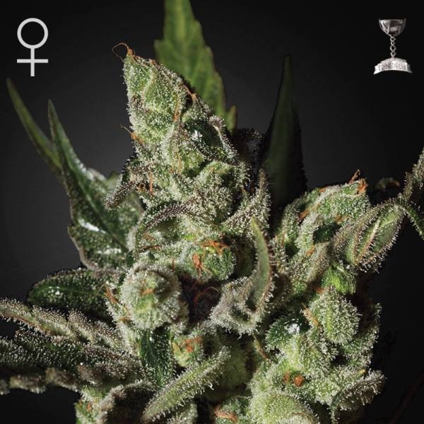 Exodus Cheese (Greenhouse Seeds) feminizovaná
