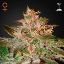 Pure Kush (Greenhouse Seeds) feminizovaná