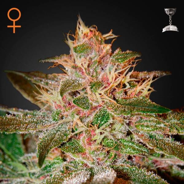 Pure Kush (Greenhouse Seeds) feminizovaná