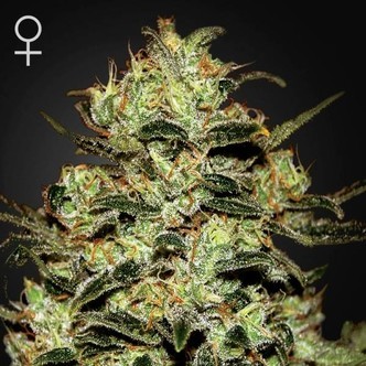 Moby Dick (Greenhouse Seeds) feminizovan&aacute;