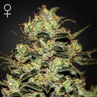 Moby Dick (Greenhouse Seeds) feminizovan&aacute;