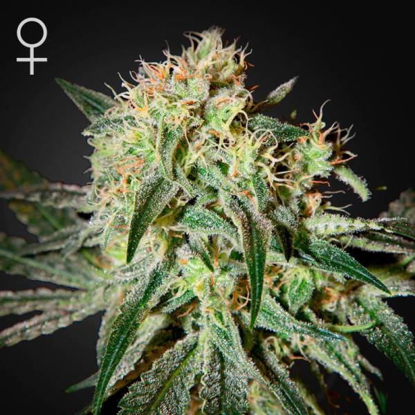 Damn Sour (Greenhouse Seeds) feminizovaná