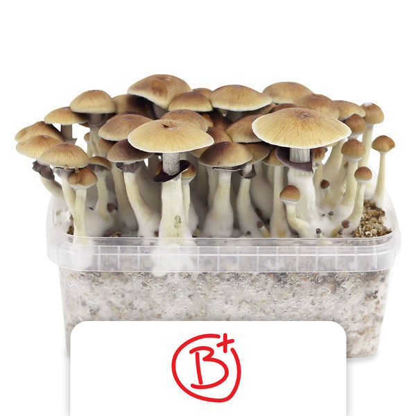 Pěstební sada Zamnesia „B+“