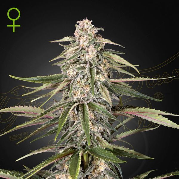Green-O-Matic (Greenhouse Seeds) feminizovaná