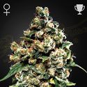 Jack Herer (Greenhouse Seeds) feminizovaná