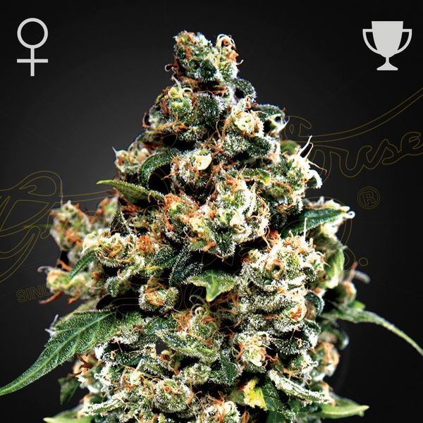 Jack Herer (Greenhouse Seeds) feminizovaná