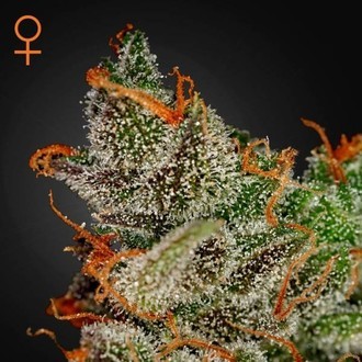 King's Kush (Greenhouse Seeds) feminizovan&aacute;