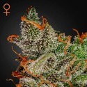 King's Kush (Greenhouse Seeds) feminizovaná