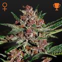 Bubba Kush (Greenhouse Seeds) feminizovaná