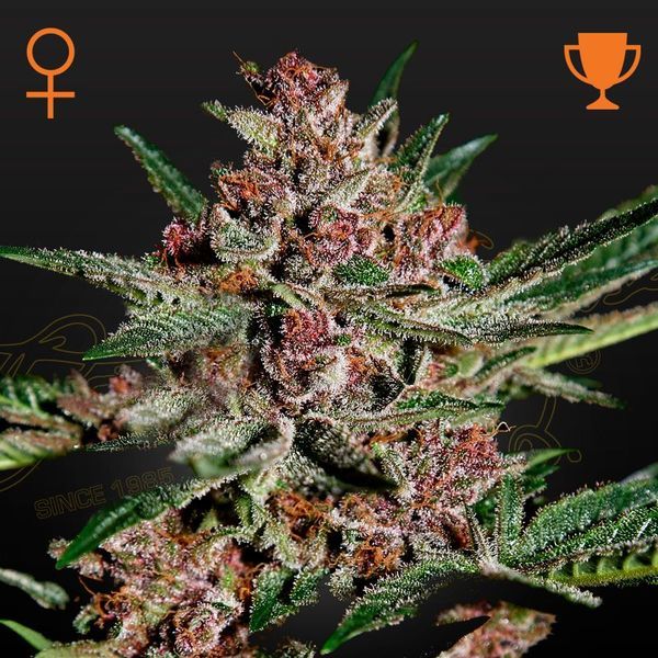 Bubba Kush (Greenhouse Seeds) feminizovaná