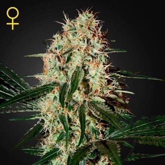 Arjan's Haze 3 (Greenhouse Seeds) feminizovaná