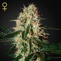 Arjan's Haze 3 (Greenhouse Seeds) feminizovaná