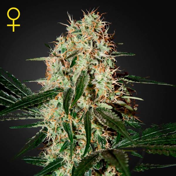 Arjan's Haze 3 (Greenhouse Seeds) feminizovaná