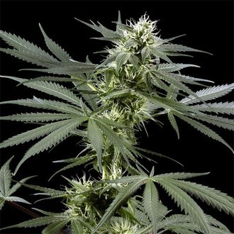 Arjan's Haze 3 (Greenhouse Seeds) feminizovaná