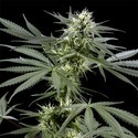 Arjan's Haze 3 (Greenhouse Seeds) feminizovaná
