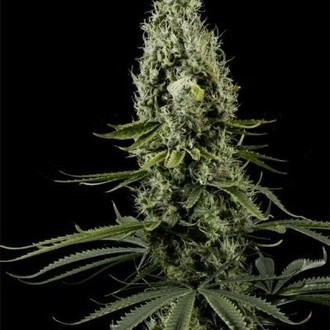Arjan's Haze 3 (Greenhouse Seeds) feminizovaná
