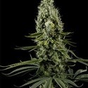 Arjan's Haze 3 (Greenhouse Seeds) feminizovaná